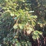 Coccoloba caracasana Blomst