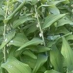 Polygonatum multiflorum Habit