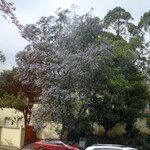 Jacaranda mimosifolia Habit