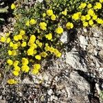 Potentilla crantzii Hostoa