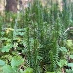 Lycopodium annotinum Yaprak