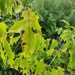 Acer negundoFoglia