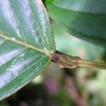 Dioclea malacocarpa പുറംതൊലി