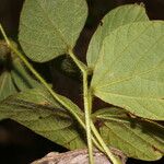 Calopogonium mucunoides Folio