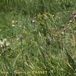 Allium strictum Buveinė