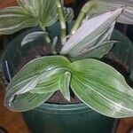 Tradescantia fluminensis Yaprak