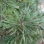 Pinus densiflora List