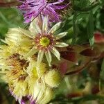 Sempervivum grandiflorum Kukka