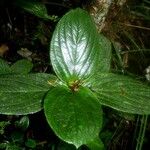 Coronanthera squamata Folha