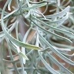 Cneorum pulverulentum Yaprak