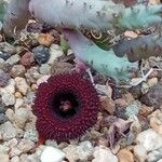 Huernia pendula