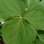 Trillium flexipes Liść