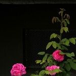 Rosa × damascena Blüte