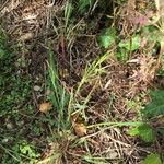 Agrostis stolonifera Plante entière