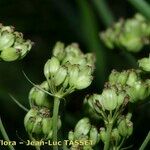 Dichoropetalum carvifolia Плід