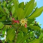 Bruguiera gymnorhiza Flower