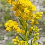 Solidago argentinensis Flor