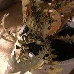 Banksia blechnifolia Hoja