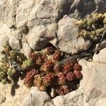 Sedum litoreum Blatt