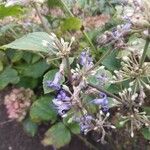 Clematis heracleifolia Λουλούδι