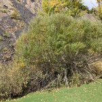 Salix lasiolepis Plante entière