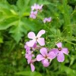 Hesperis matronalisFlor