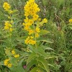 Lysimachia vulgarisFloare