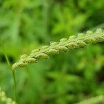 Paspalum dilatatum Fruit