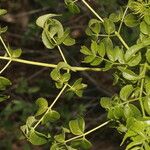 Aralia excelsa Folha