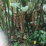 Heliconia vellerigera Flor