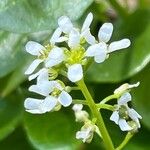 Cochlearia officinalis Flower