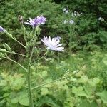 Lactuca plumieri Агульны выгляд