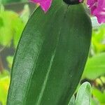 Dendrobium nobile Leaf