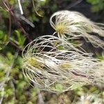 Clematis campestris Flor