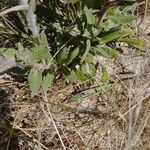 Oenothera stricta List