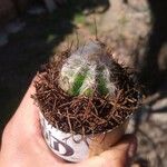 Oreocereus trollii Yaprak