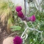 Cirsium rivulare Fula