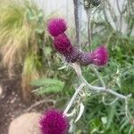 Cirsium rivulare फूल