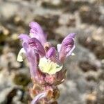 Scutellaria alpina Virág