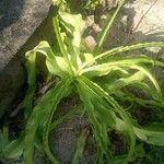 Crinum asiaticum Flor