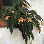 Begonia pendula Blomma
