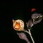 Ormosia melanocarpa Fruto