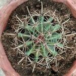 Ferocactus emoryi Yaprak