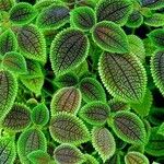 Pilea mollis Frunză