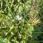Cardamine bellidifolia Kvet