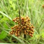 Juncus acutus Плод