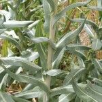 Isatis tinctoria Feuille