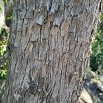 Austrocedrus chilensis Bark