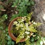 Filipendula vulgarisFlower