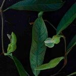 Philodendron surinamense Leaf